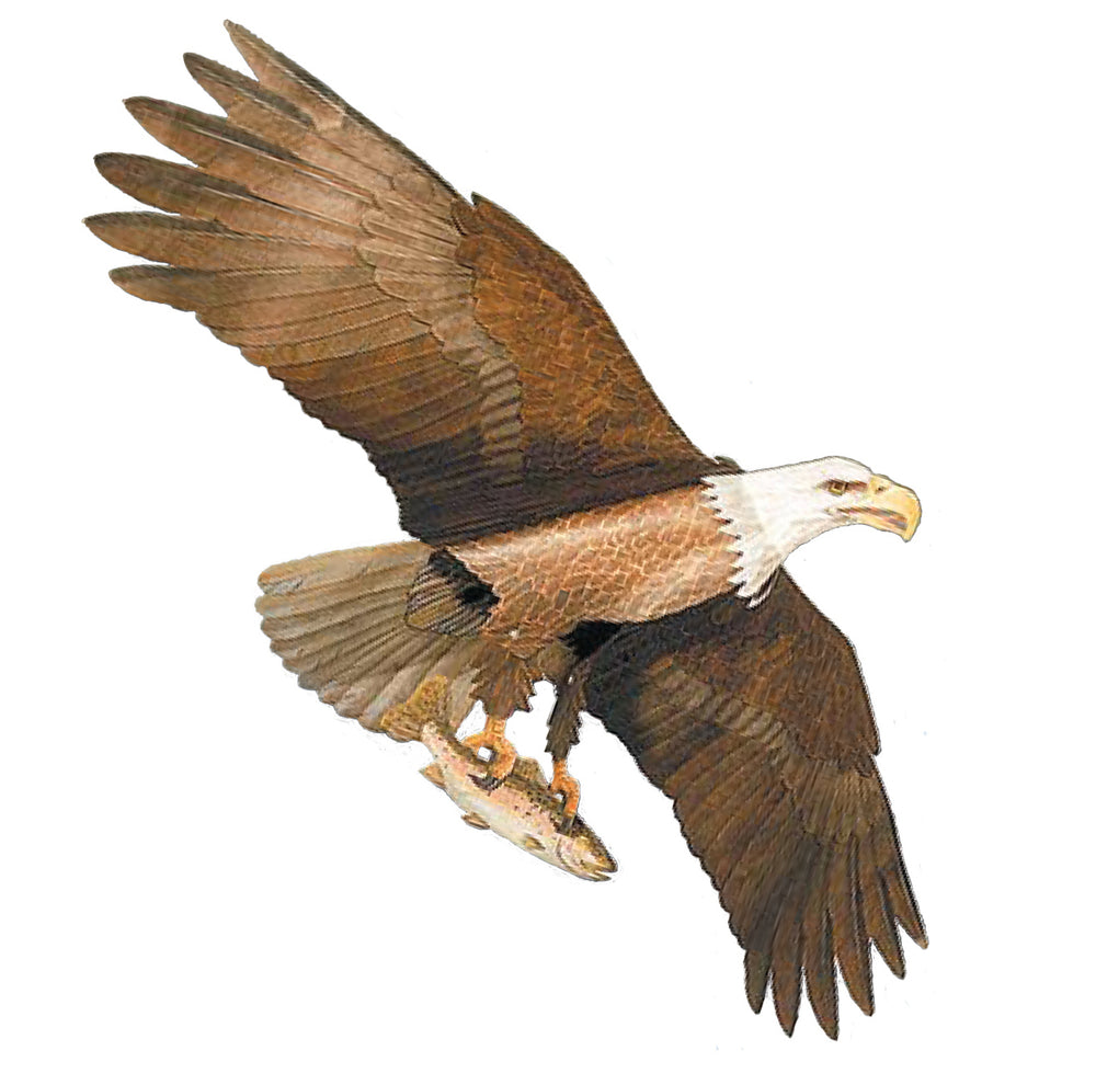 Predator Bird Kites